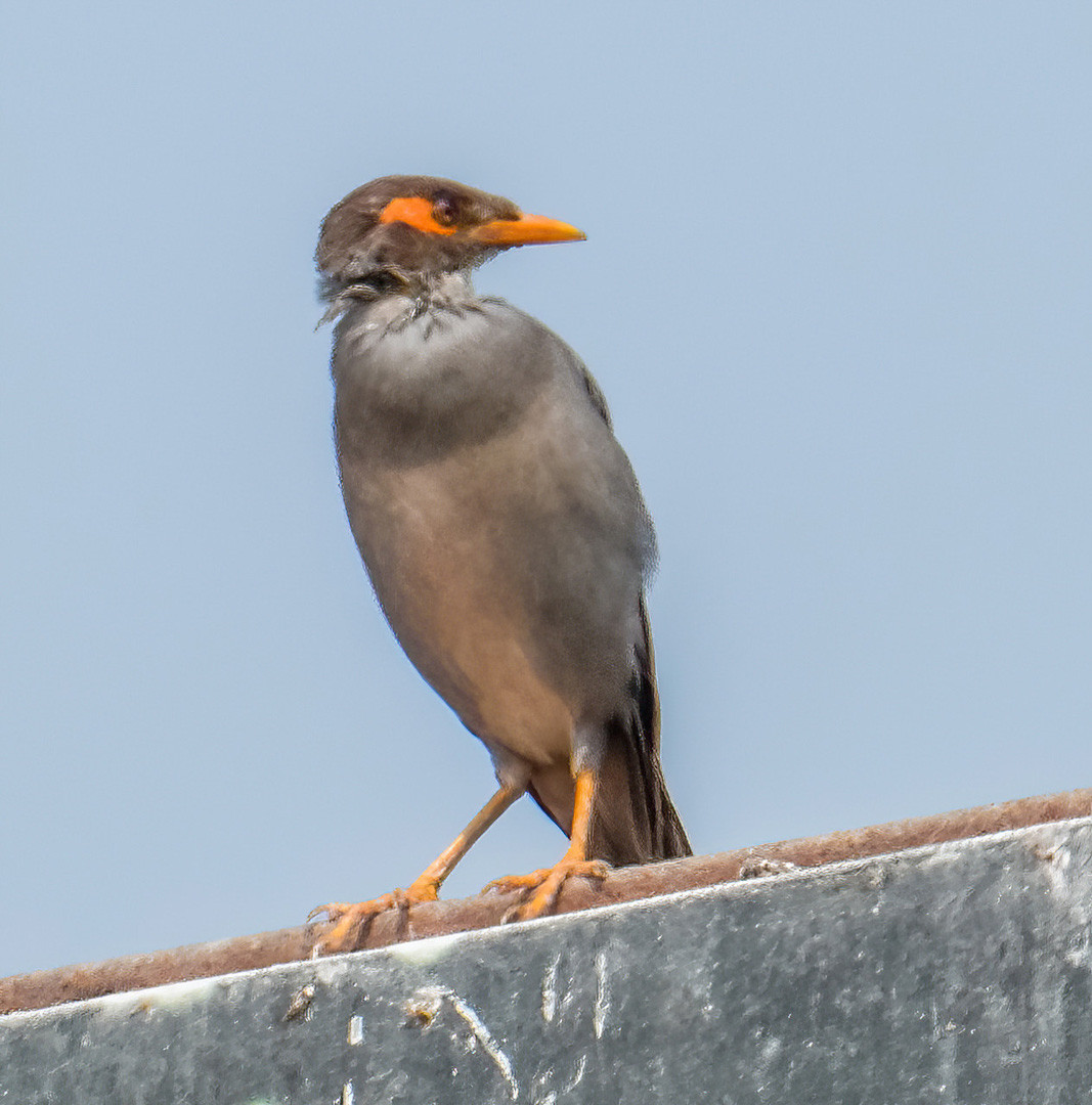 image Bank Myna